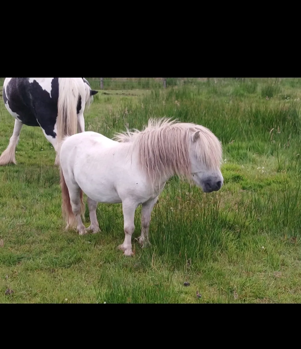 Falabella stallion - Image 3