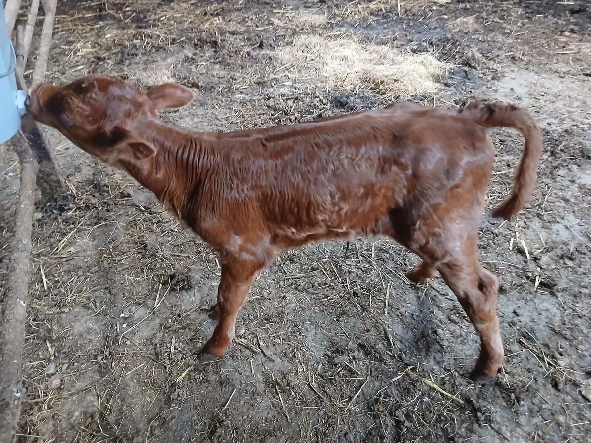 Calf - Image 3