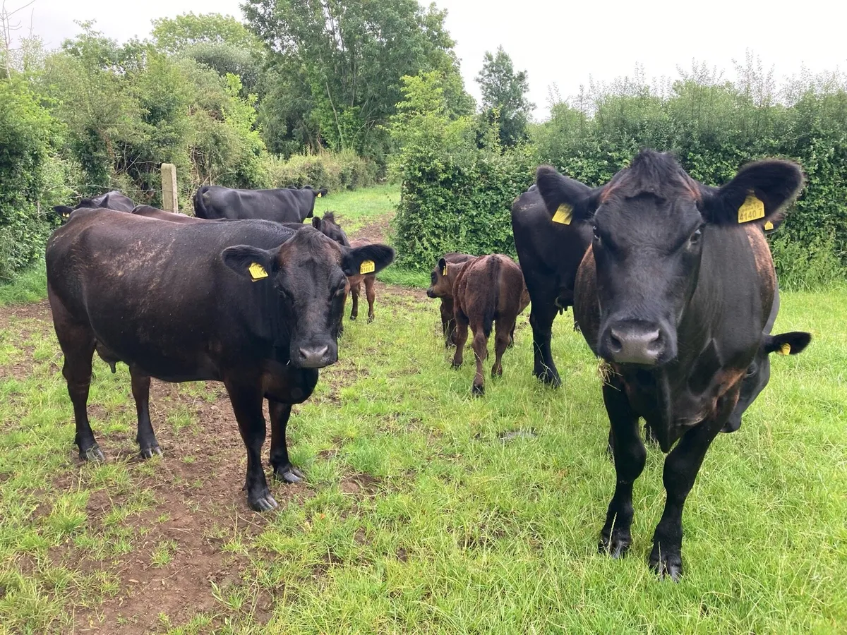 9 Aberdeen Angus heifers with calves - Image 2