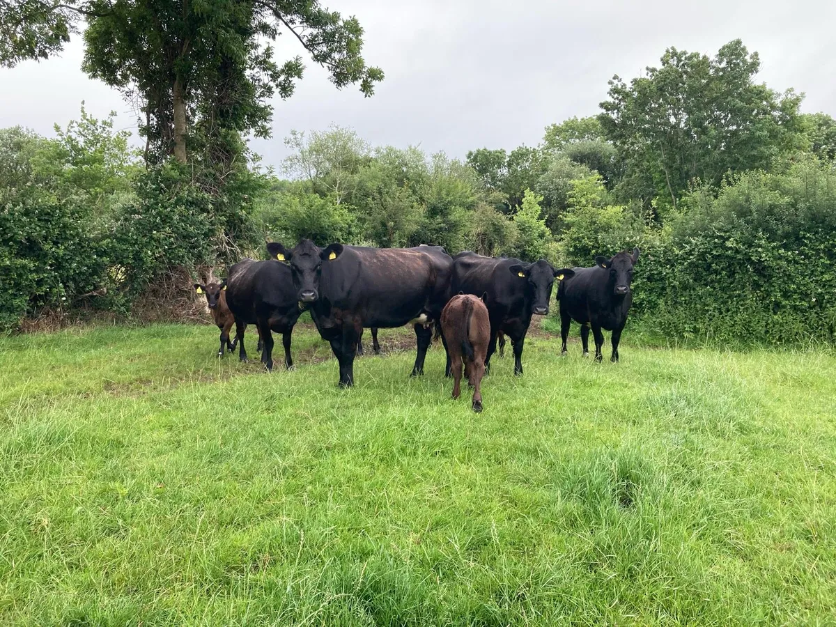 9 Aberdeen Angus heifers with calves - Image 1