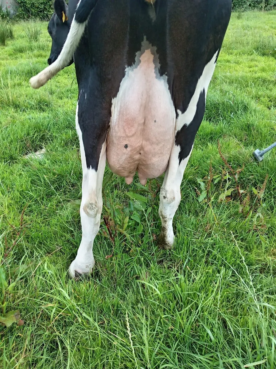 Cow suitable for calves - Image 2