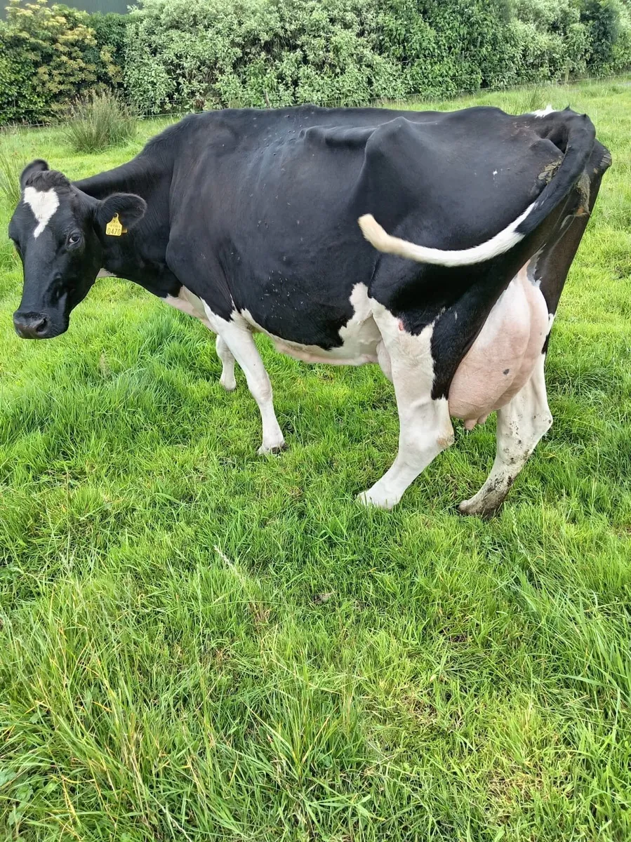 Cow suitable for calves - Image 3