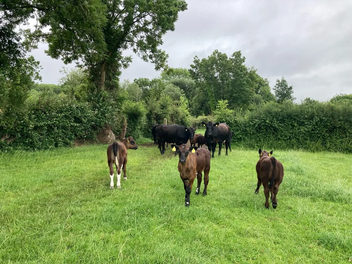 9 Aberdeen Angus heifers with calves - Image 3