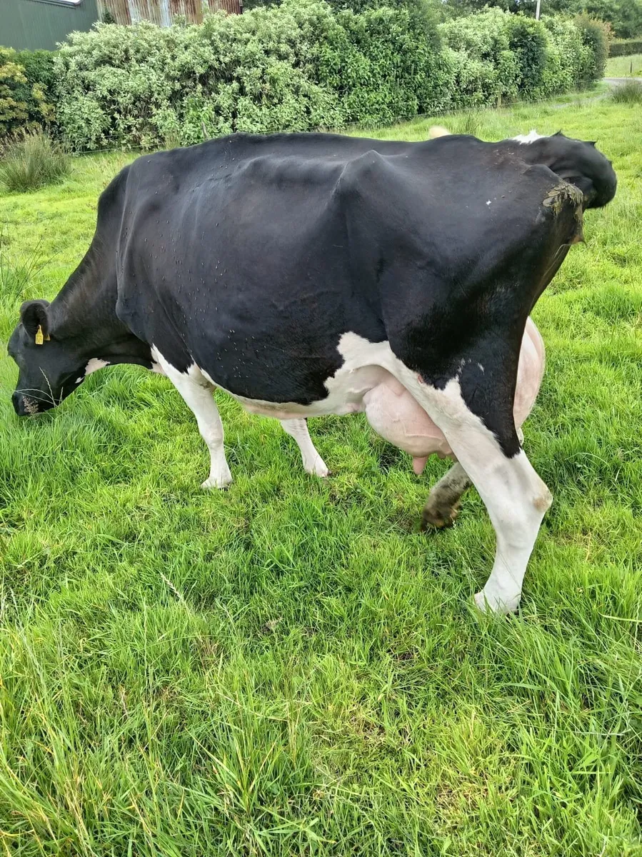 Cow suitable for calves - Image 1