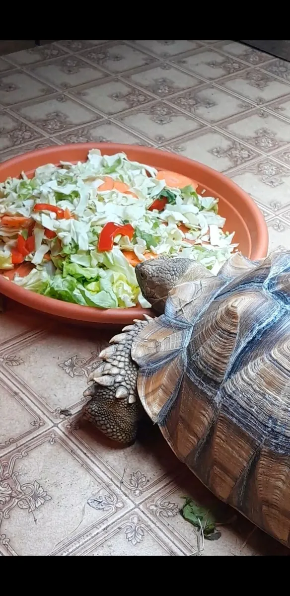 Sulcata tortoise - Image 1