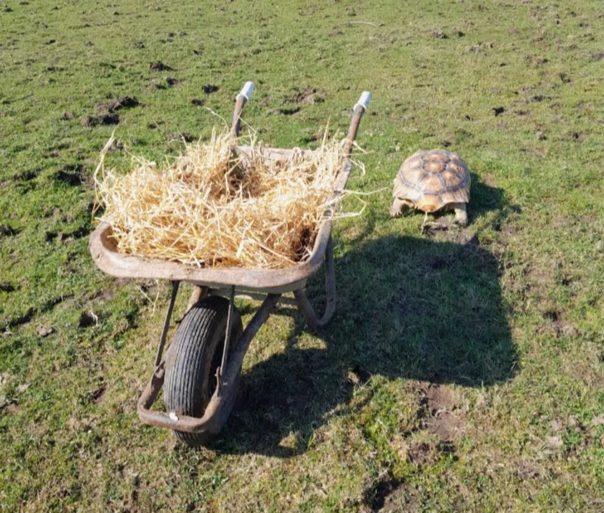 Sulcata tortoise - Image 3