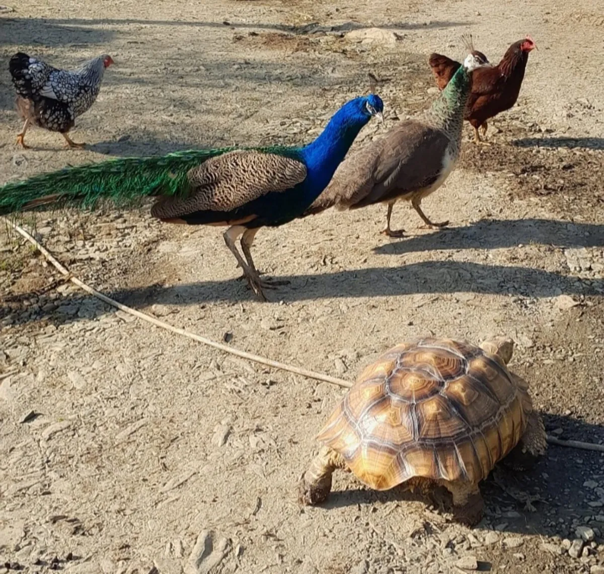 Sulcata tortoise - Image 4