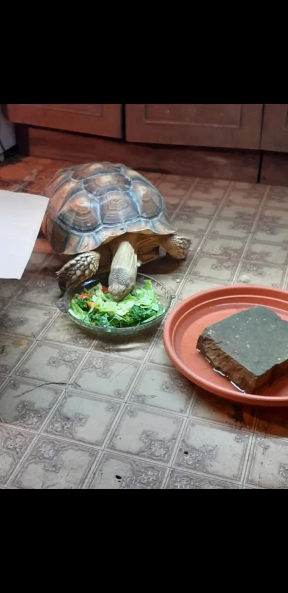 Sulcata tortoise - Image 2