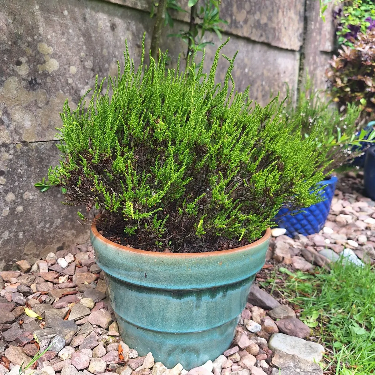 Beautiful Glazed Flower Pot with Heather Included - Image 1