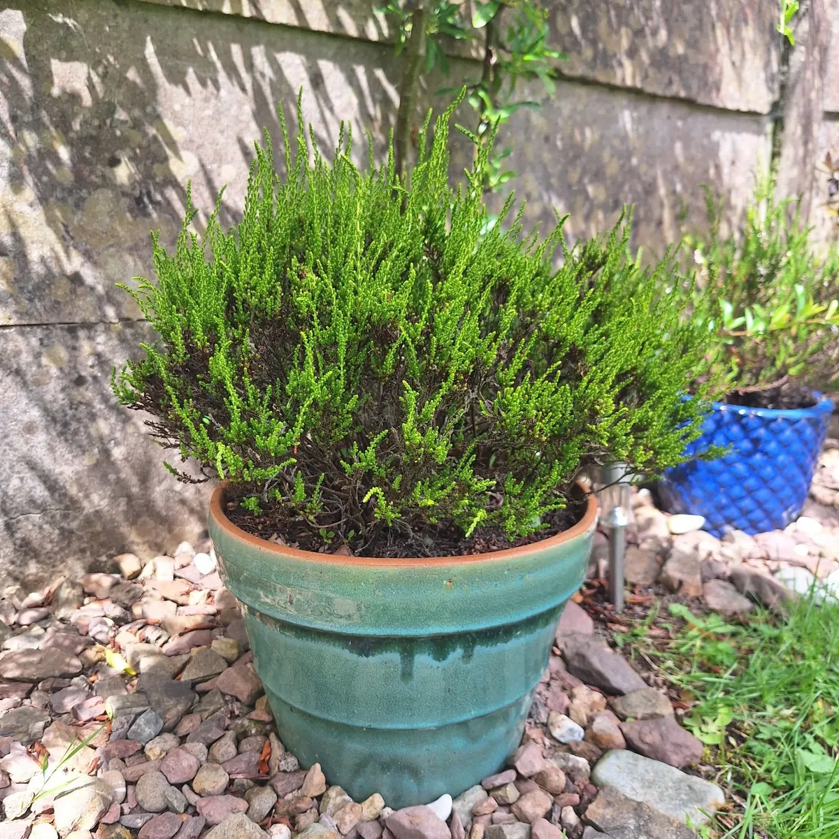 Beautiful Glazed Flower Pot with Heather Included - Image 2