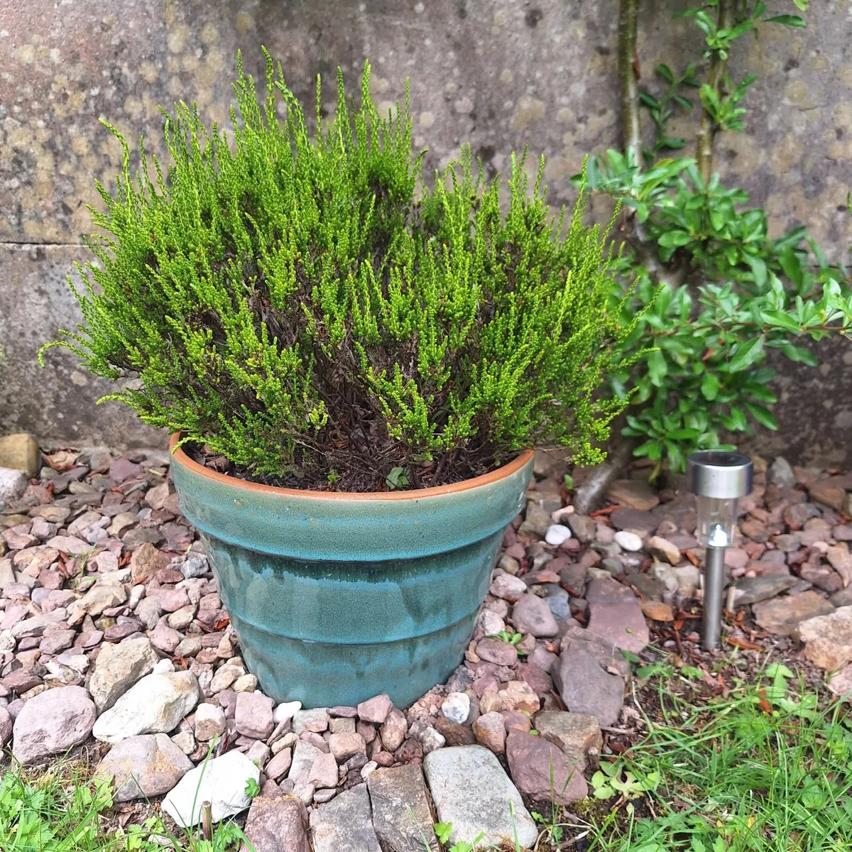 Beautiful Glazed Flower Pot with Heather Included - Image 3