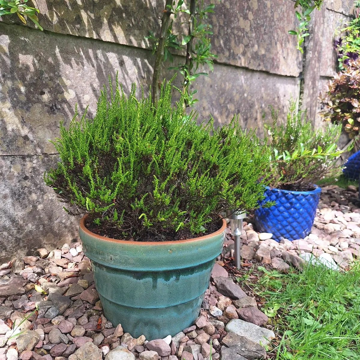 Beautiful Glazed Flower Pot with Heather Included - Image 4