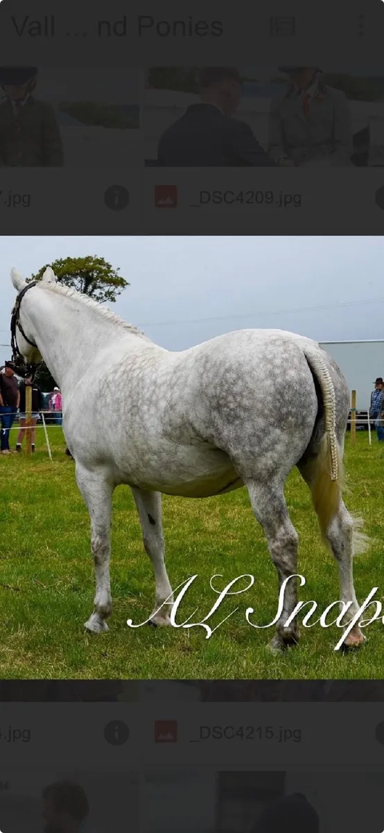 ID Mare - Image 2