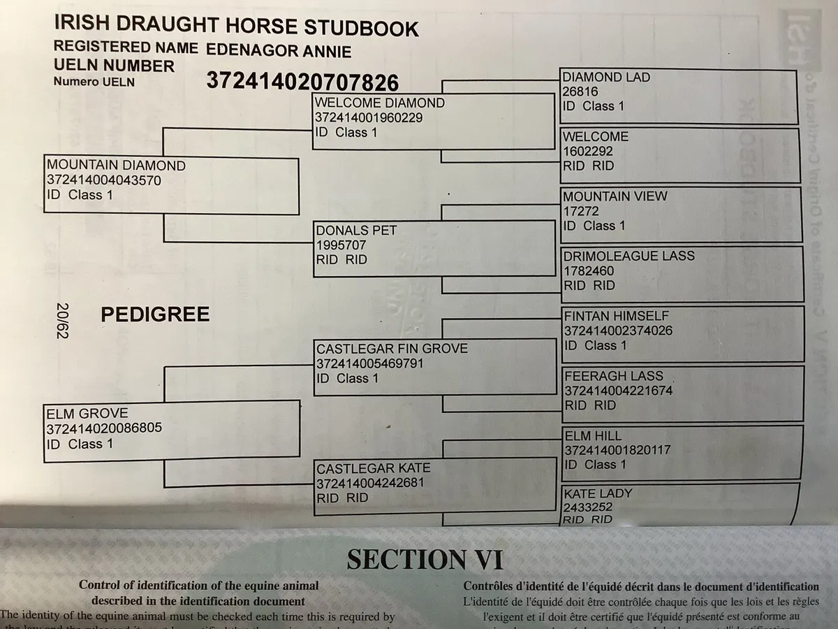 ID Mare - Image 3