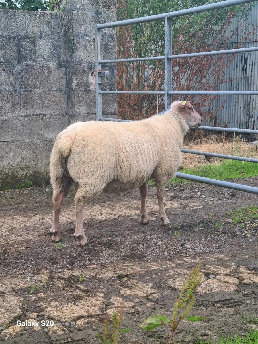 ★★★ ROUGE RAM LAMBS ★★★ - Image 2