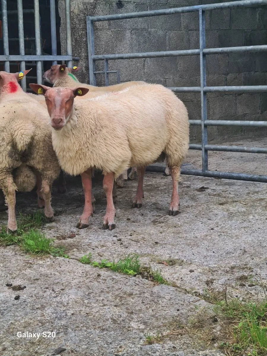 ★★★ ROUGE RAM LAMBS ★★★ - Image 4