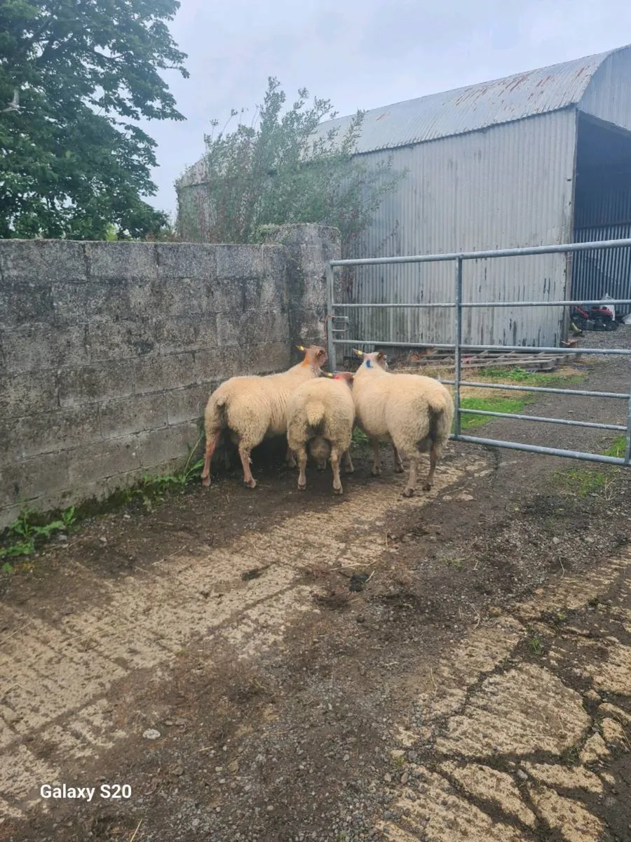 ★★★ ROUGE RAM LAMBS ★★★ - Image 3