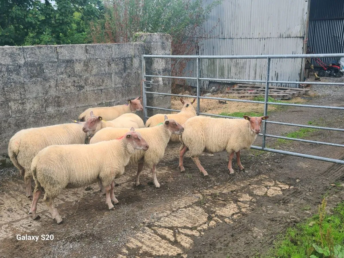 ★★★ ROUGE RAM LAMBS ★★★ - Image 1