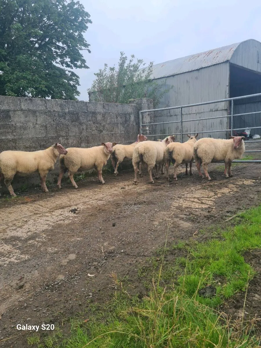 ★★★ ROUGE RAM LAMBS ★★★ - Image 1