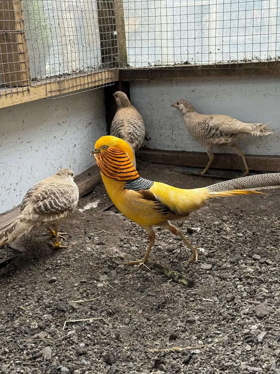 Young Red &Yellow Golden/Lady Amherst Pheasants - Image 1