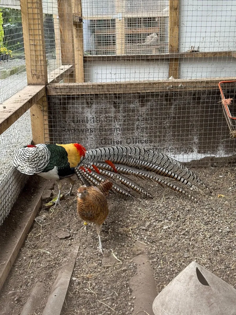 Young Red &Yellow Golden/Lady Amherst Pheasants - Image 2