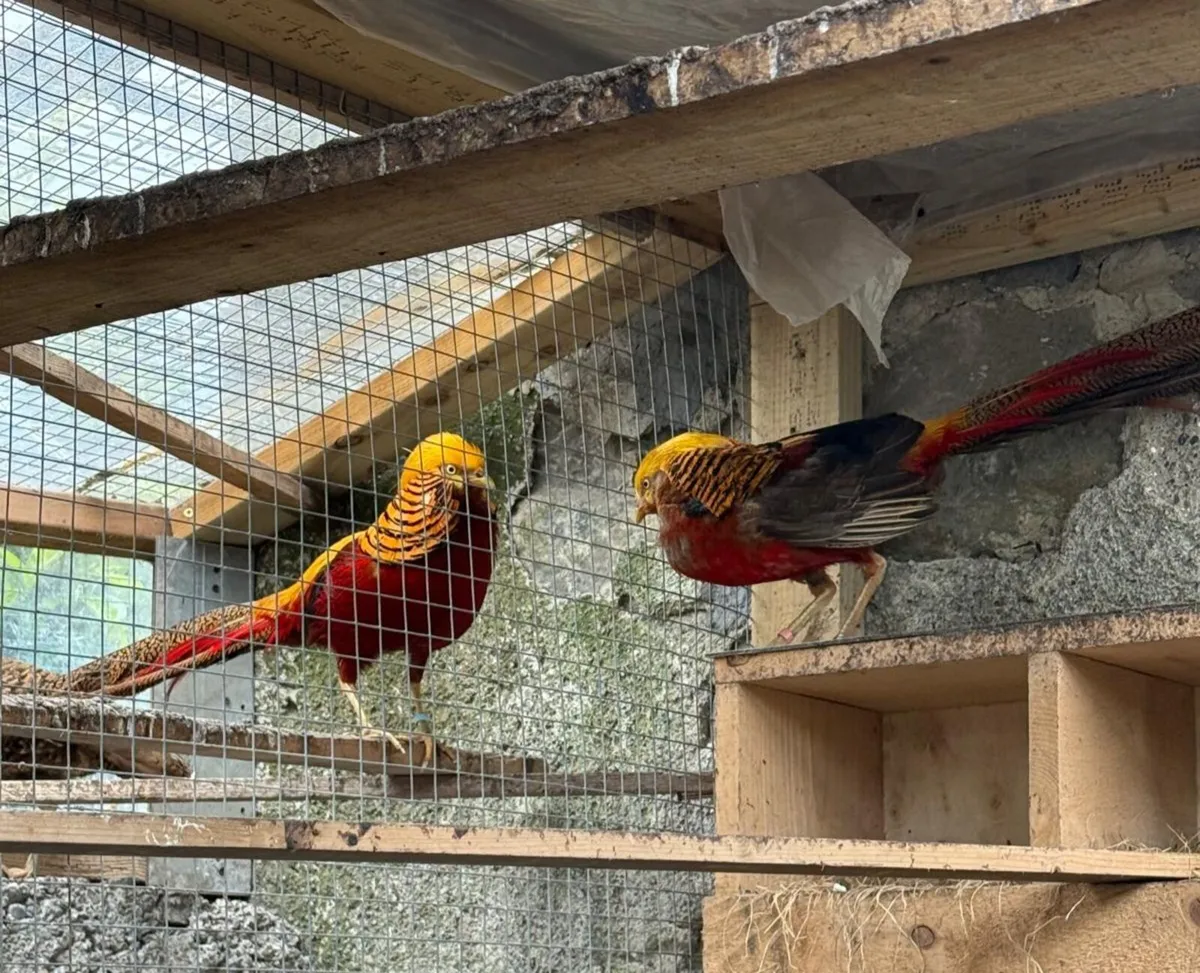 Young Red &Yellow Golden/Lady Amherst Pheasants - Image 3