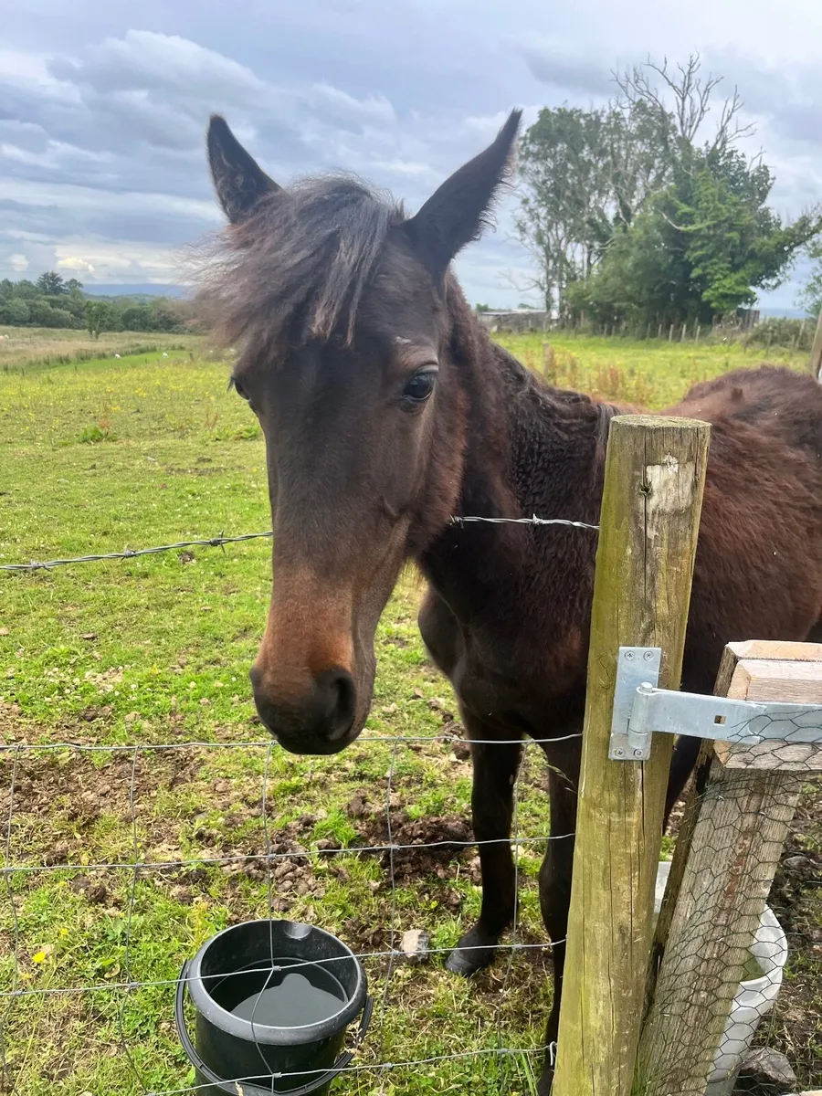 Full breed pacer foal - Image 2