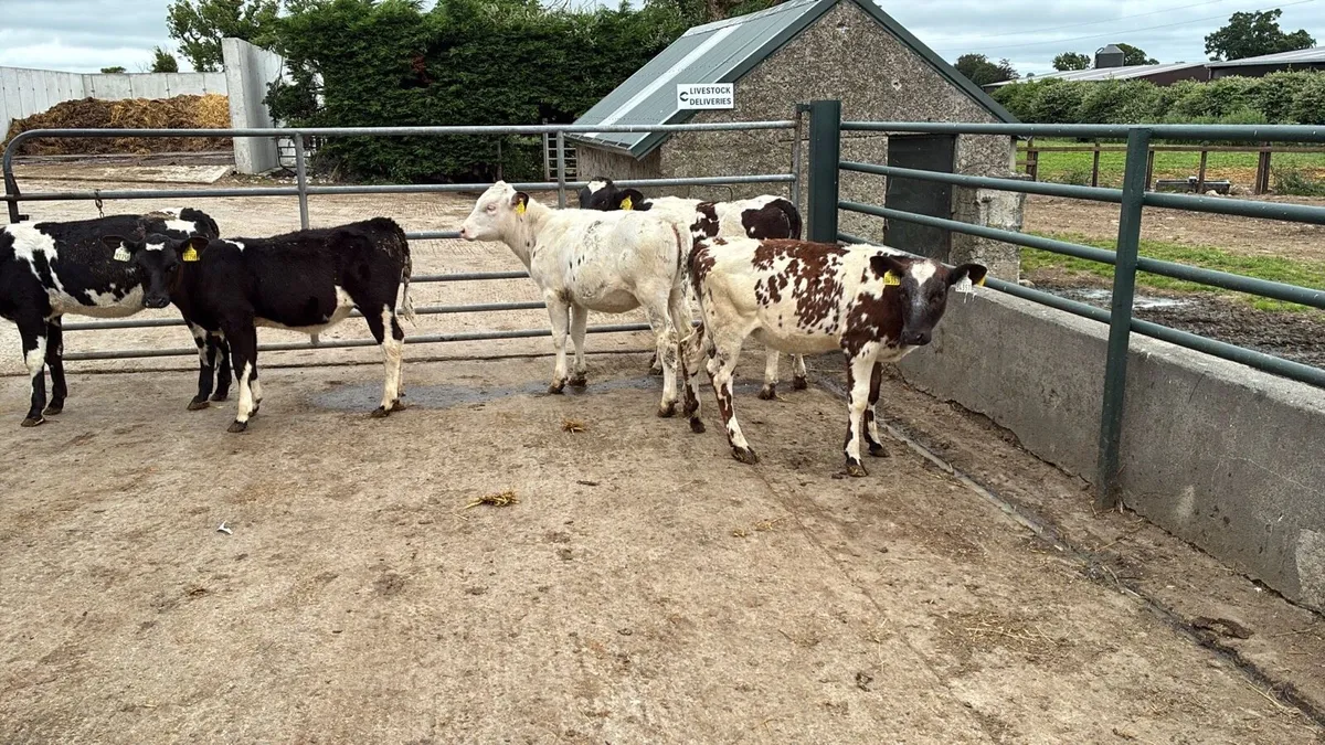 5 super weaned Belgian blue heifers - Image 1