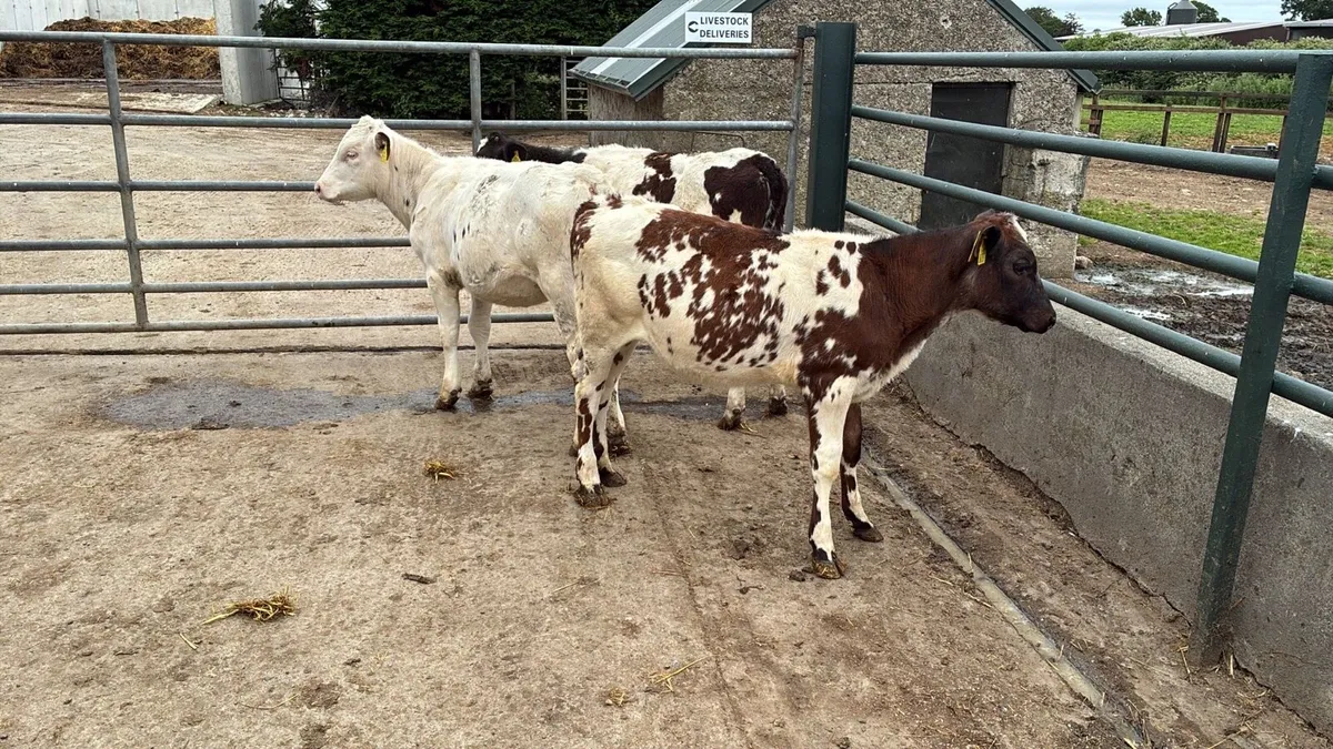 5 super weaned Belgian blue heifers - Image 2