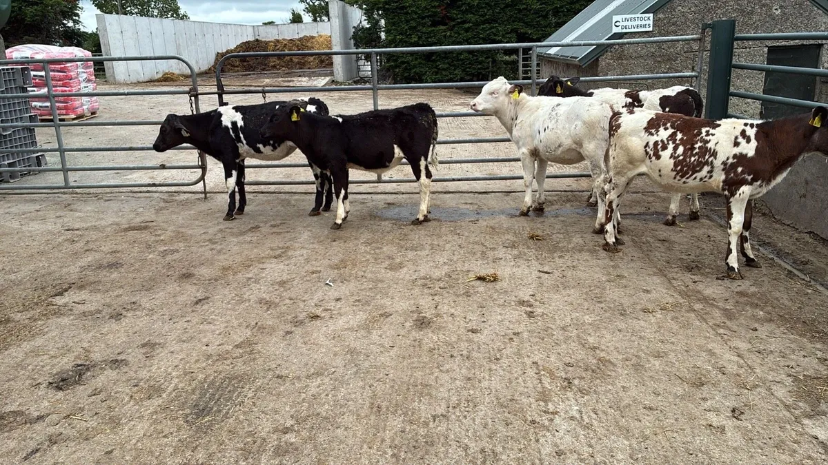 5 super weaned Belgian blue heifers - Image 3