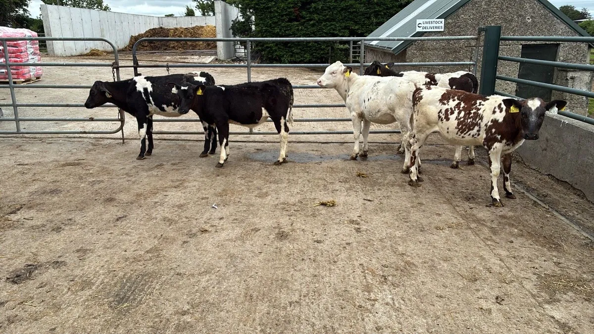 5 super weaned Belgian blue heifers - Image 4