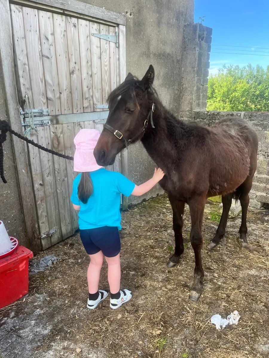 Full breed pacer foal - Image 4