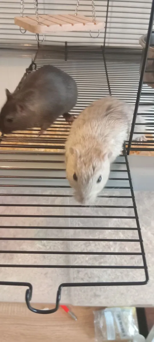 Gerbils (collection only) - Image 1