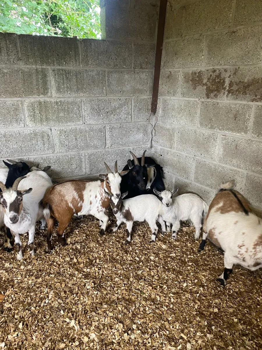 Pygmy goats - Image 1