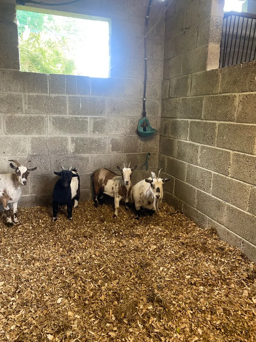 Pygmy goats - Image 2