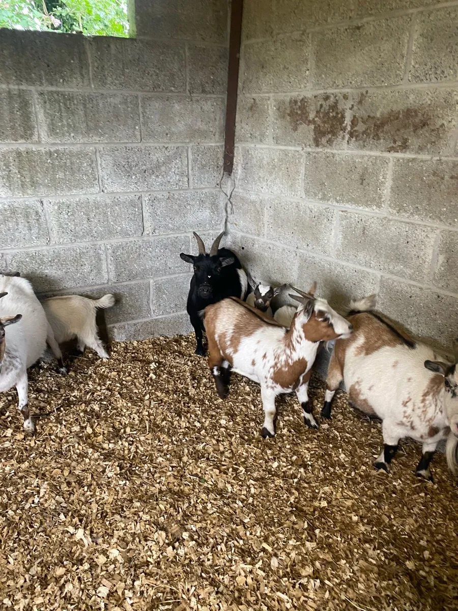 Pygmy goats - Image 3