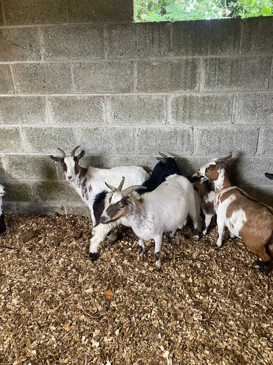 Pygmy goats - Image 4