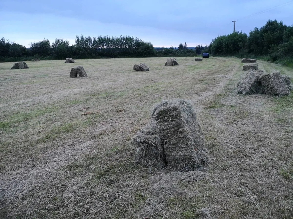 Small square bales hay and round hay for sale - Image 1