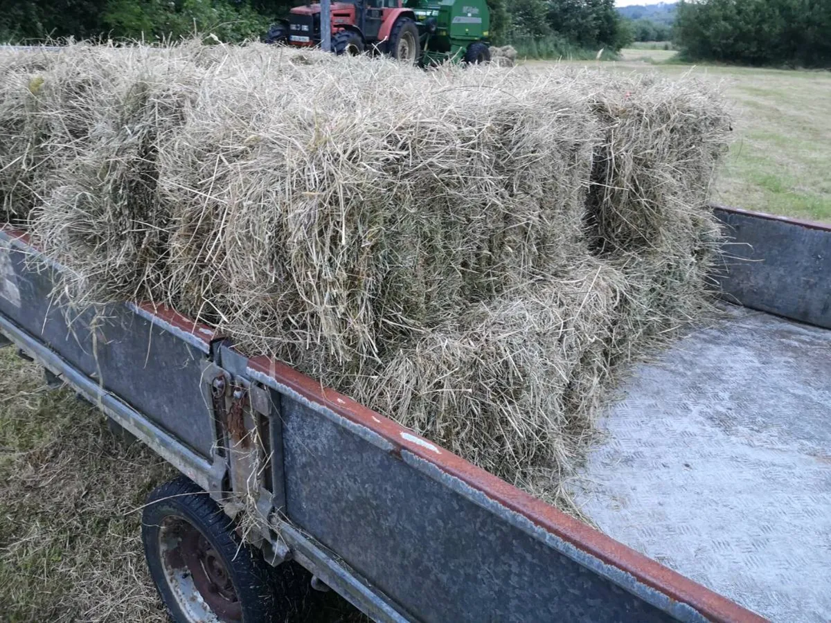 Small square bales hay and round hay for sale - Image 2