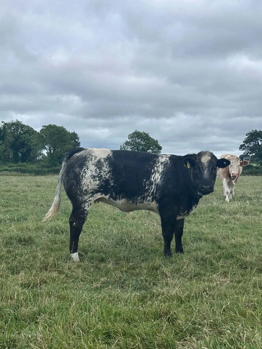 Super  Commercial breeding Heifer - Image 1