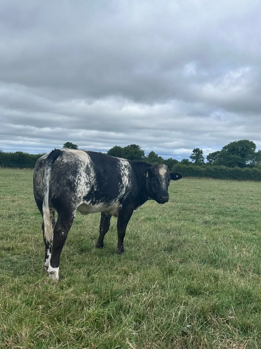 Super  Commercial breeding Heifer - Image 2