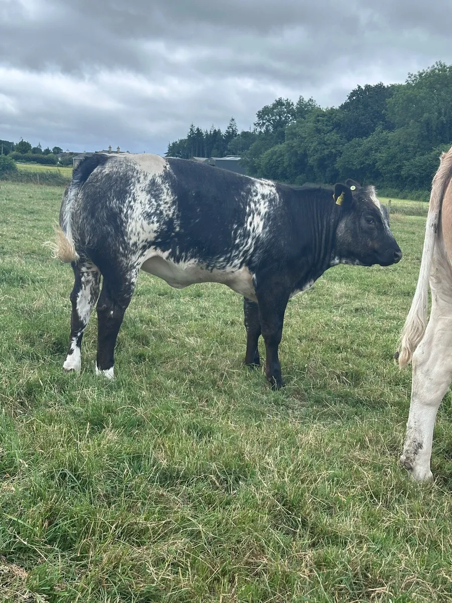 Super  Commercial breeding Heifer - Image 3