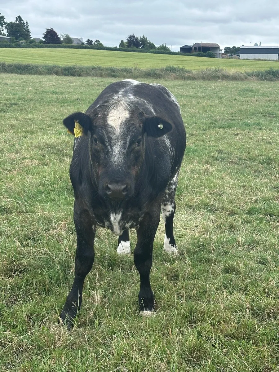 Super  Commercial breeding Heifer - Image 4