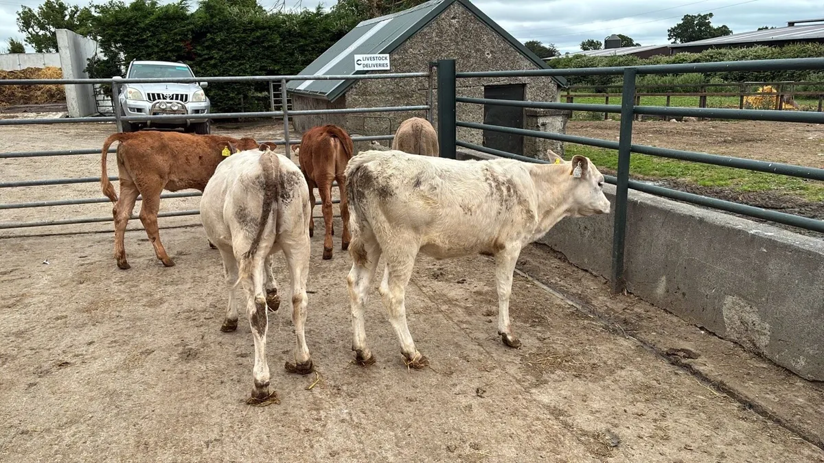 5 continental runner heifers - Image 1