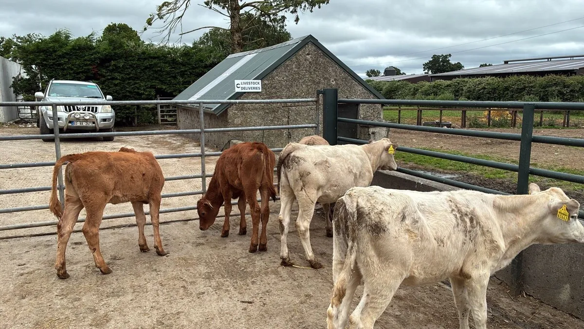 5 continental runner heifers - Image 2
