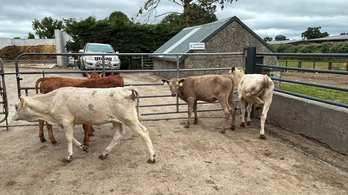 5 continental runner heifers - Image 3