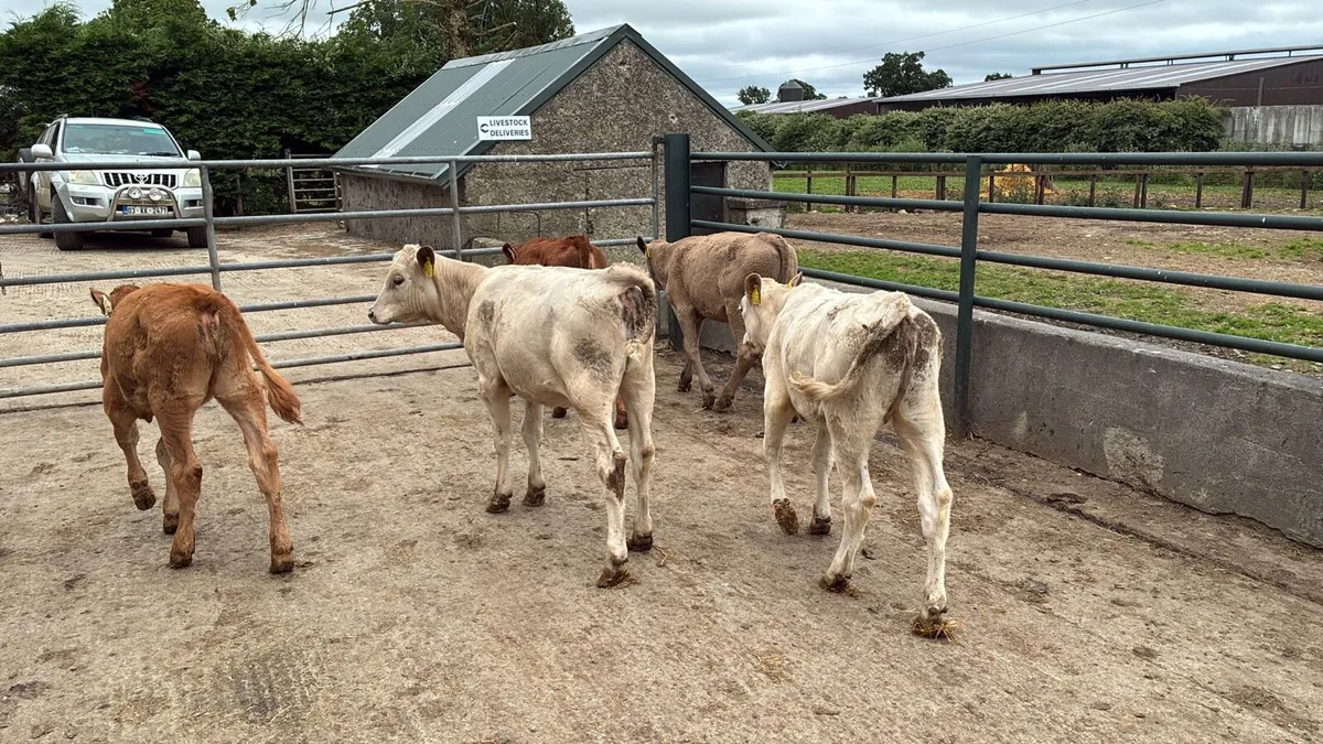 5 continental runner heifers - Image 4