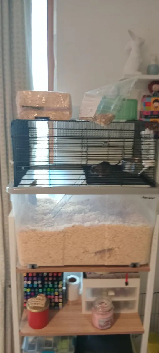 Gerbils (collection only) - Image 4