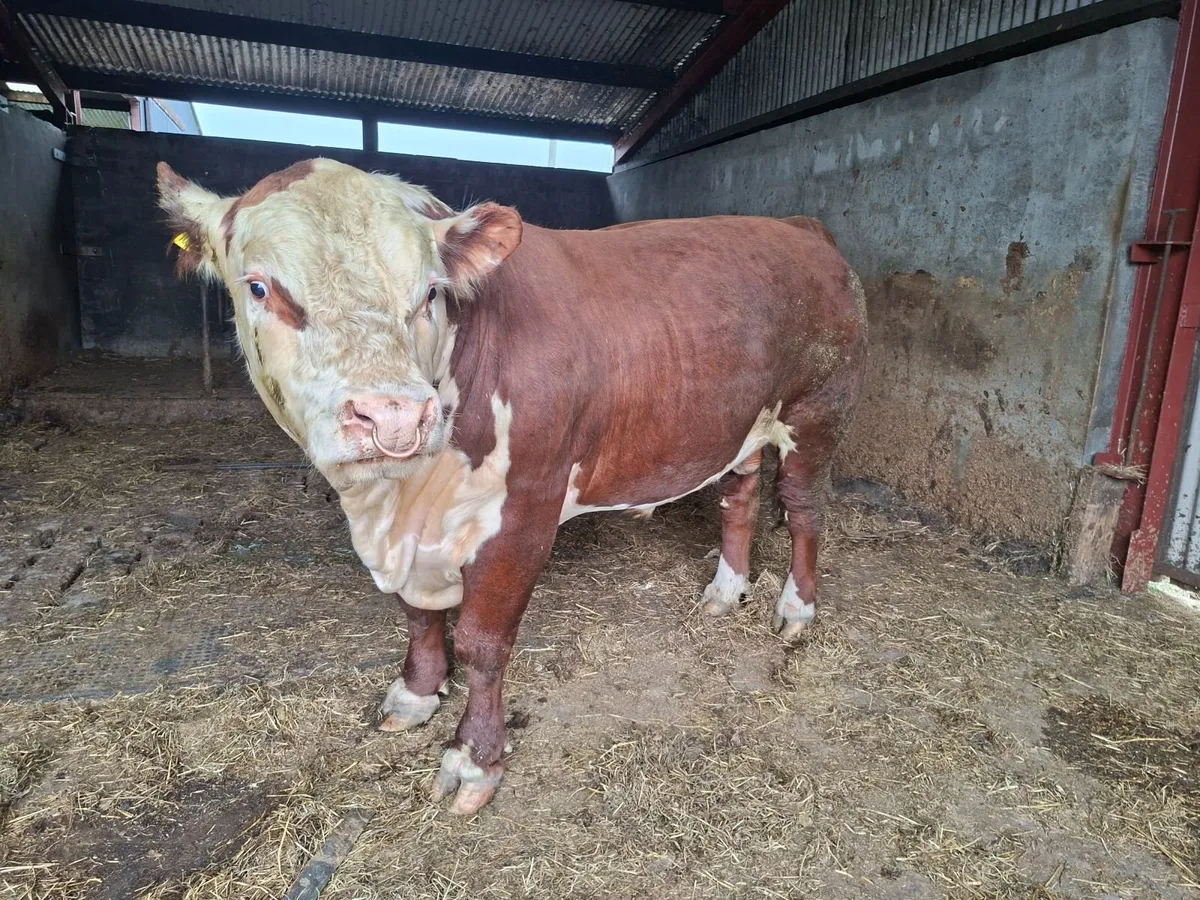 Mature Polled Hereford Bull - Image 2