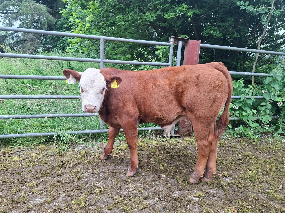 Mature Polled Hereford Bull - Image 3